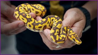 Celebrity Our First MONARCH Clown ... Whatβs Next?! | #Hetflix 186 Profile