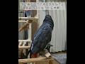 【ヨウムのレオ君】外で音がして「大丈夫かな？」会話っぽくなったレオ君 #ヨウム #インコ #parrot