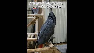 【ヨウムのレオ君】外で音がして「大丈夫かな？」会話っぽくなったレオ君 #ヨウム #インコ #parrot