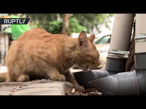 Syrian volunteers create unique food tubes for stray cats