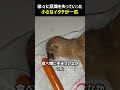 徐々に意識を失いかけていた小さなイタチが一匹