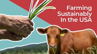 Osage Creek Farms - Heifer USA