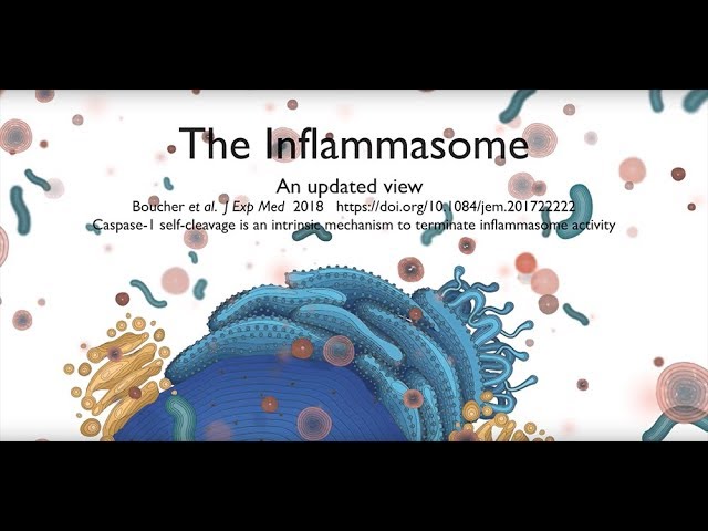 Watch The inflammasome signalling pathway updated on YouTube.