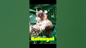Galangal Tomyamsoup Thailandginger 