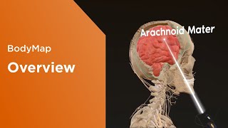 Bodymap Overview