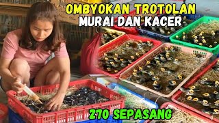 Murah! Harga Murai Batu Hutan dan Trotolan di Jual Sangat Murah