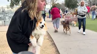 March 1, 2026 Weekly Corgi Meetup