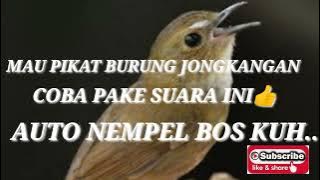 suara mp3 burung jongkangan