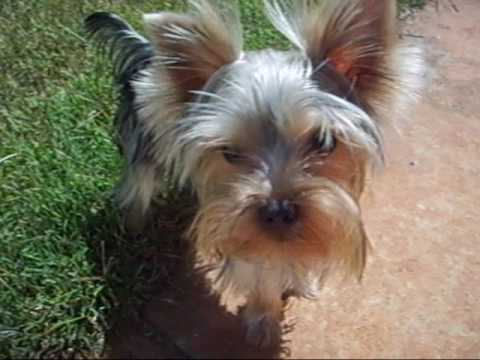 yorkshire terrier 1 year old