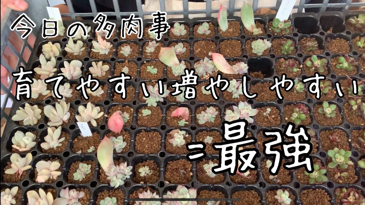 【今日の多肉事】最強のエケベリアを発見したかもしれない！