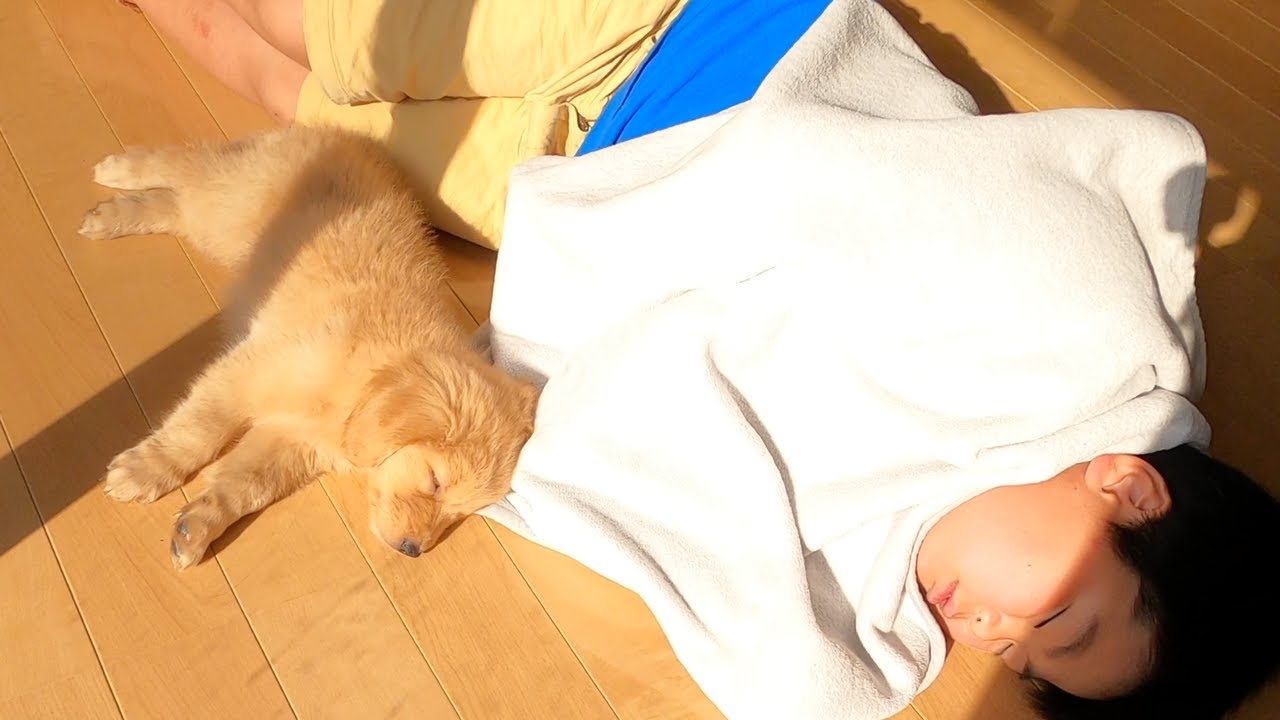 子供と添い寝するゴールデンレトリバーの子犬 YouTube