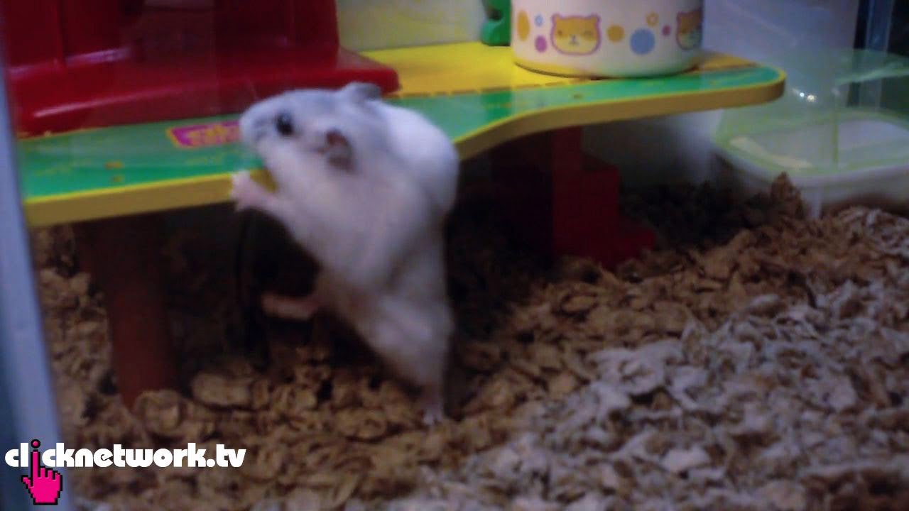 Hamster can do pull-ups!