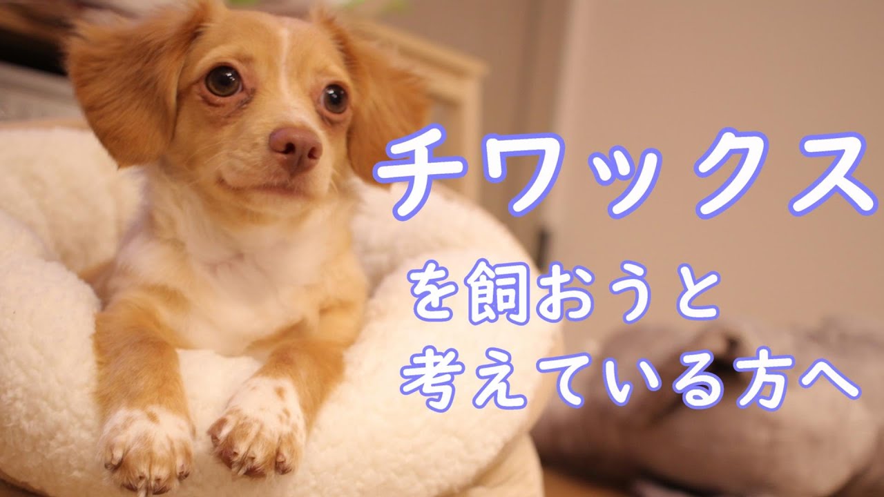 Mix犬チワックスを飼おうと考えている方へ Youtube