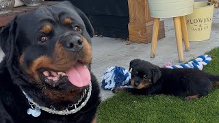 Vlog #9 Picking up Donna, Dyce meeting Donna, going to the vet