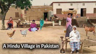 Hindus Village Life in Pakistan || Village Life of Hindus in Pakistan