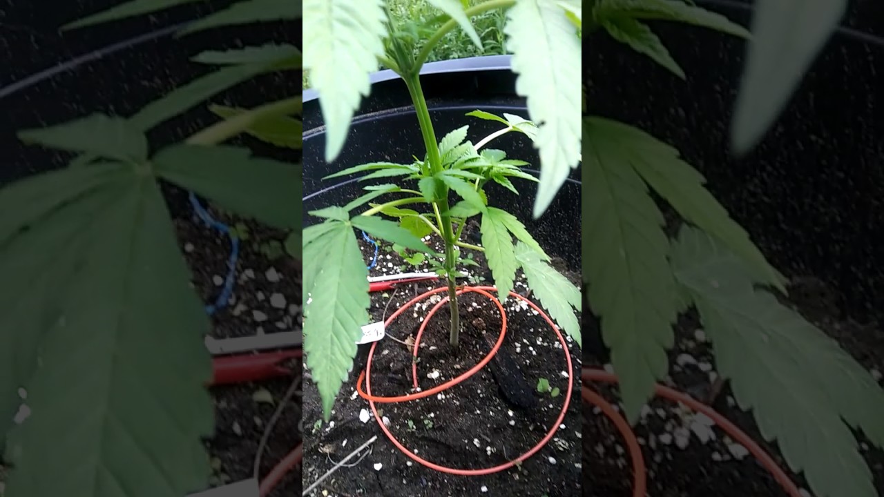 5 week old weed plant from seed to weed (update)