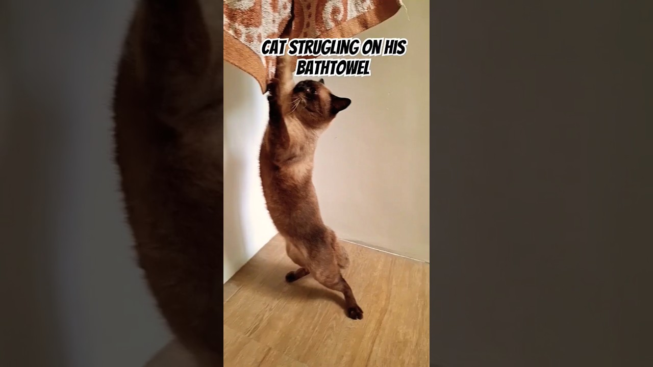 Cat Struggling in his Bath Towel 