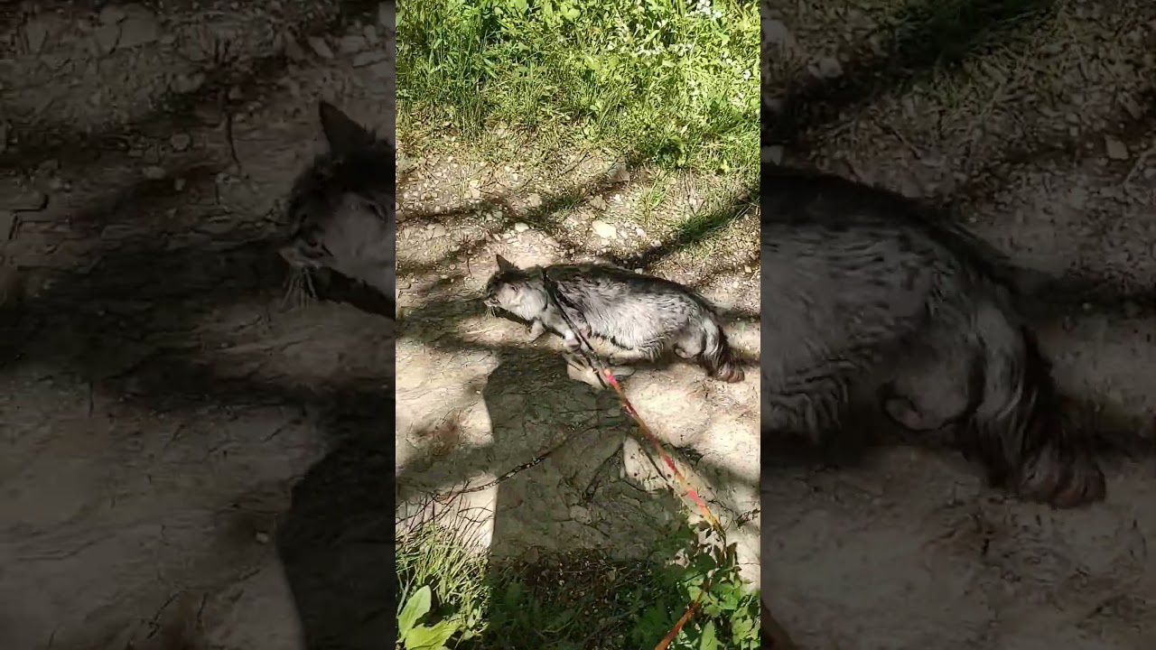 Yukihyō the Savannah Maine coon mix hiking