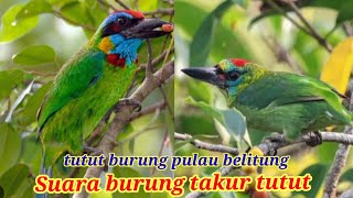 SUARA BURUNG TAKUR TUTUT ,/ BURUNG TUTUT@huntersekaputalam2937