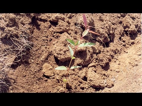 Vídeo: Regar Eucaliptos - Como e quando regar um eucalipto