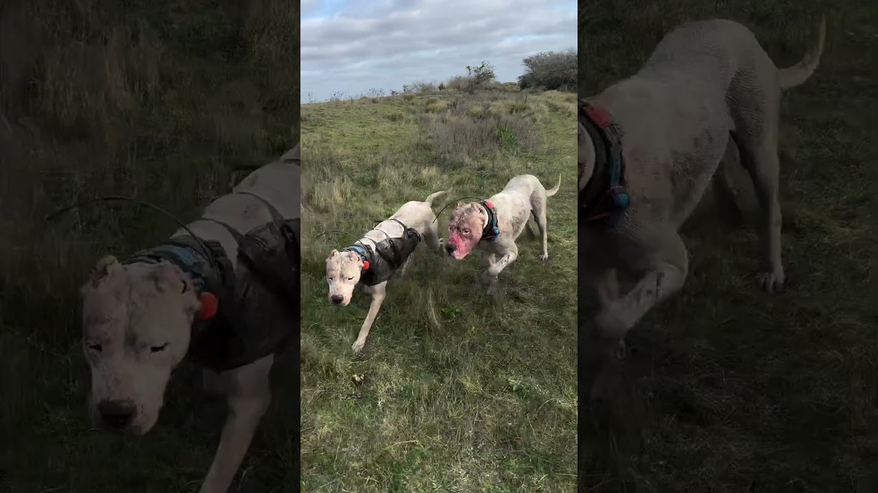 When you go out in a pack you may collide with a wild boarDog Argentino Pack From @laviejadiana