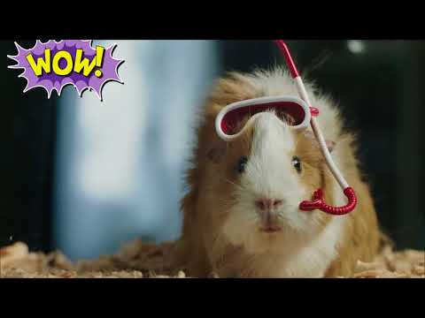 The guinea pig that will never see the sea ... Морская свинка, которая никогда не видела моря.