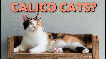 Calico Cat Personality 🧡🤍🖤What Are They REALLY Like? (Temperament & Traits)