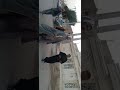 شیخ فیصل العبیاوی ابوغازی شیخ احد حمایل العبیات