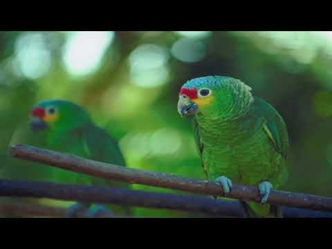 Vídeo: Os 10 Melhores Pássaros 'falantes