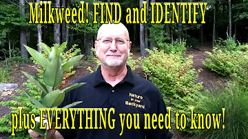 What is common milkweed good for?