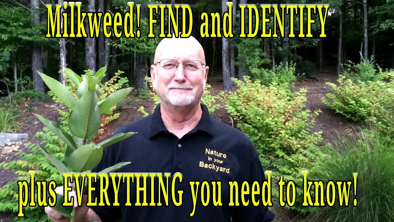 Ваточник! Всё, что нужно знать, чтобы найти/идентифицировать, а также малоизвестные интересные ис...