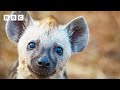 Playful hyena cubs cause mayhem | Kingdom – BBC