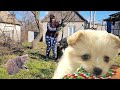 Щенок Камыш растёт! А я продолжаю обрезку сада в селе.