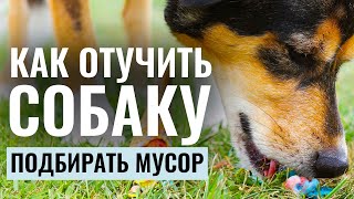 Как ОТУЧИТЬ собаку ПОДБИРАТЬ МУСОР! Упражнение на ВЫДЕРЖКУ перед миской