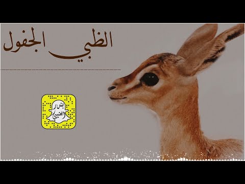 الظبي الجفول كلمات عيده المطيري 2025 حصريا