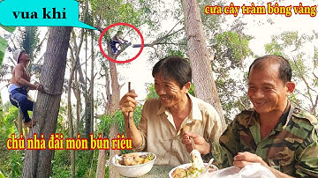 VUA KHỈ cưa đọt cây tràm bông vàng được chủ đãi ăn món bún riêu tại Bình Dương