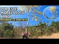 Este Árbol Podría Estar En La Lista De Los Más Hermosos Del Mundo