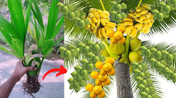 New Technique growing coconut tree with banana flower