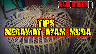 tips merawat ayam muda
