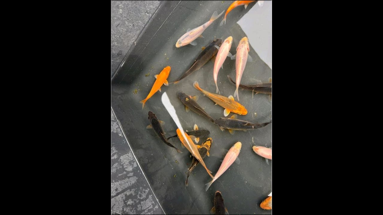 Kleine Kois und Rotfedern für den Teich Bunter Mix YouTube