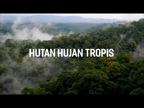 Video: Hewan Dan Tumbuhan Hutan Hujan