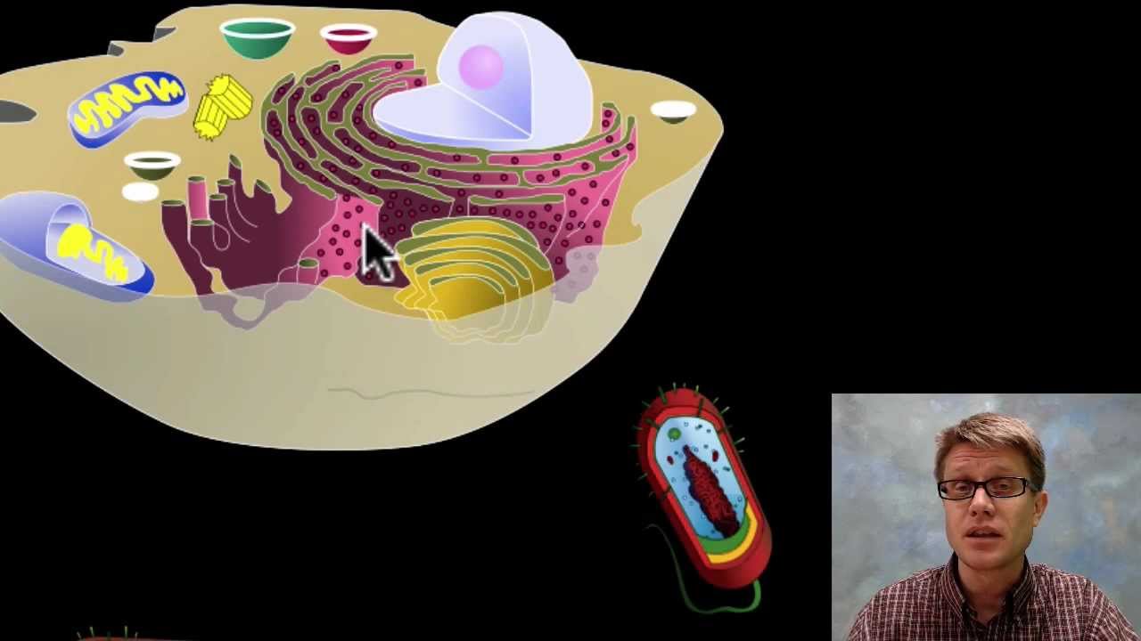 Endosymbiosis