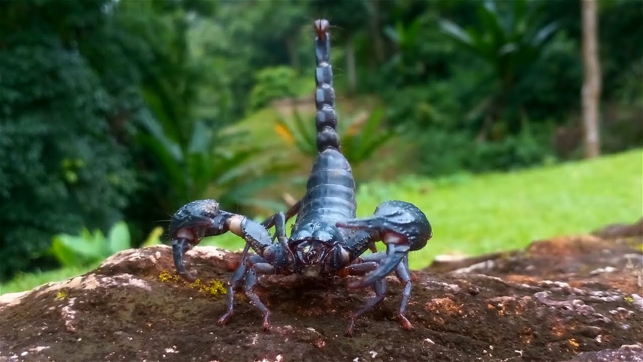 Get Ready to Be Stung by Knowledge: 5 Fun Scorpion Facts!