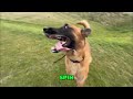 Dog Training: Watch This Pup's Mind-Blowing Tricks!
