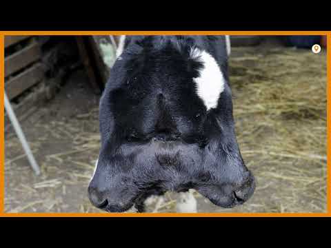 Video: Two-headed Calf From Paraguay - Alternative View