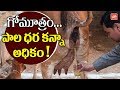 Cow's Urine Selling Higher Rates than Milk in Rajasthan