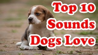 Top 10 Sounds DOGS LOVE #shorts #dogs #puppies #sounds
