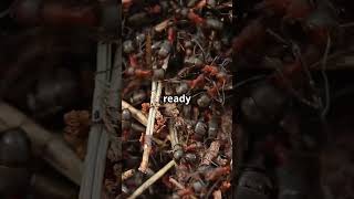The Secret Sleep Habits of Ants!#Ants #Nature #Insects #SleepHabits #Entomology #WildlifeDocumentary