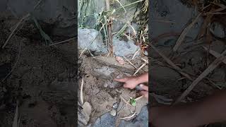 Download Lagu batu yang mangandung emas #goldmining MP3