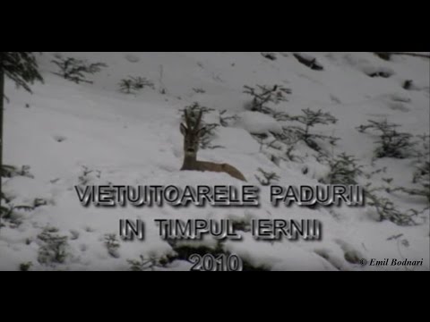 Video: Ce Beau Animalele Din Pădure Iarna